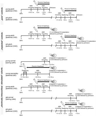 Does age protect against loss of tonotopy after acute deafness in adulthood?